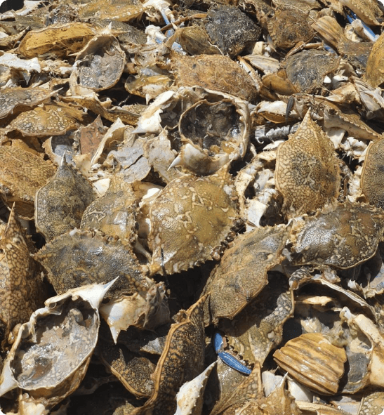 Seafood by-products upcycled in a circular economy model