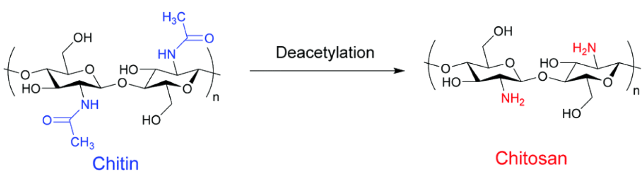 Chemical conversion of chitin into chitosan through deacetylation